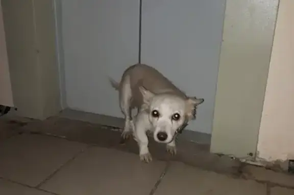 Найдена собака в Воронеже