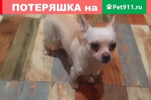 Найдена собака на ул. Оптиков 52