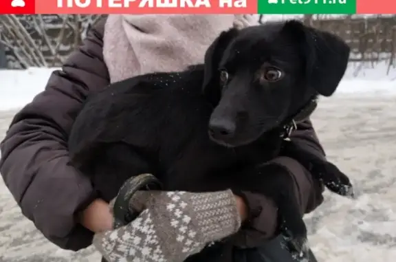 Найдена собака в Москве, район Печатники - ПРОШУ РЕПОСТЫ!