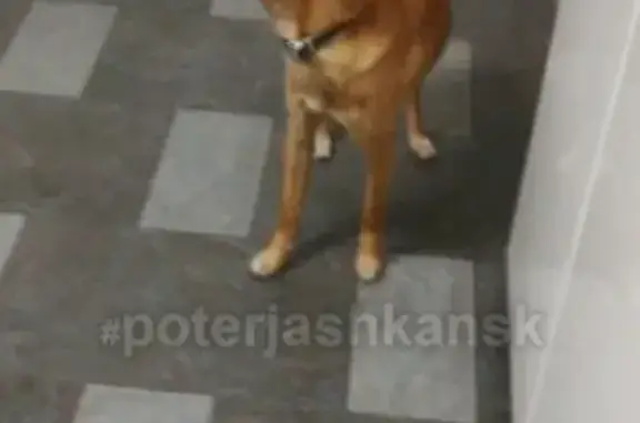 Найдена собака Заельцовский у. Кедровой