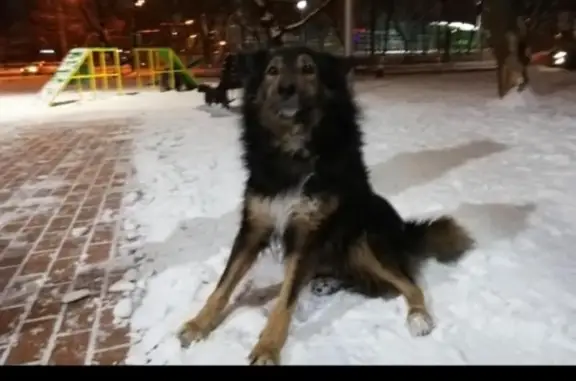 Найдена собака на проспекте Мира