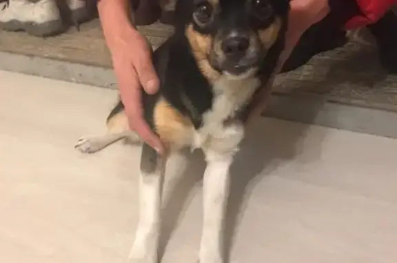 Найдена собака возле стоматологии в Алапаевске