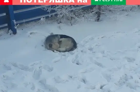 Найдена собака возле остановки в Красноярске