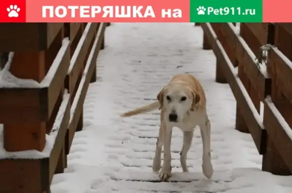 Потерян охотничий пес на Павловском кордоне заповедника Смидовича