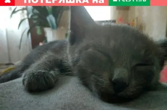 Кошки потеряшки, Новосельцы, фото: Потеряшка кот в поселке Новосельцы, помогите найти!