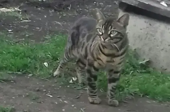 Кошки потеряшки, Раевский, фото: Потеряшка кот Джанго на улице Пушкина, Раевский, Башкортостан