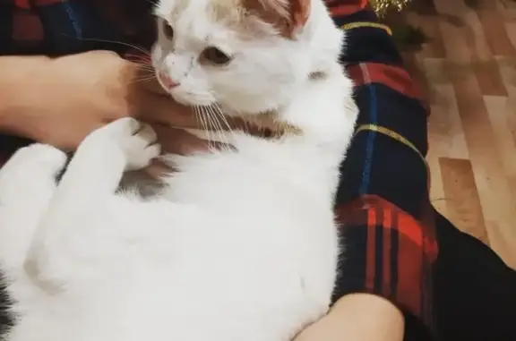 Найден ручной котик с ошейником на ул. Текстильщиков, Ишеевка