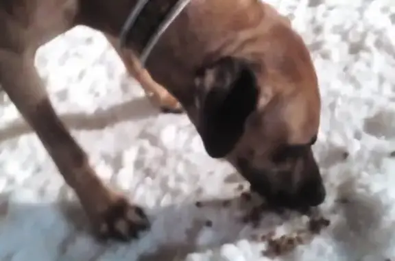 Объявления о пропавших и найденных животных, Мельниковское, фото: Найден породистый пёс в поселке Горы, Мельниково 12 км, 28 декабря.