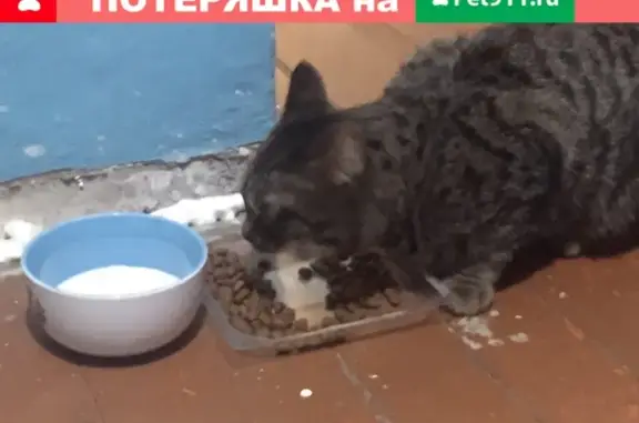 Найден кот у дома Марата 22 в Мурманске