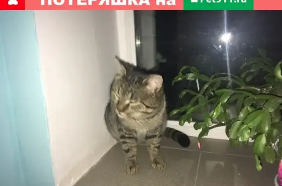 Найден кот на улице МОПРа