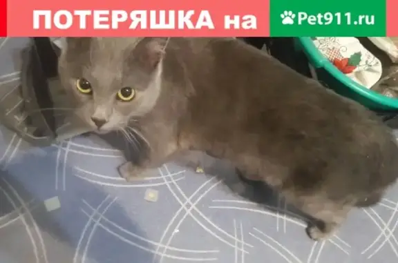 Найден кот в Тульском переулке, Смоленск