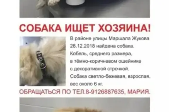 Найдена собака возрастом 6 лет на ул. Маршала Жукова 10