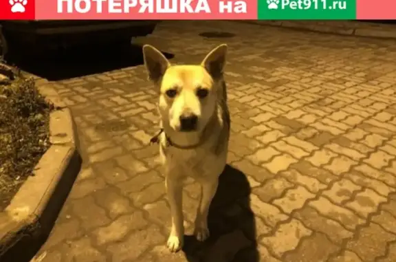 Собака на Аксакова 127 - потерянный друг