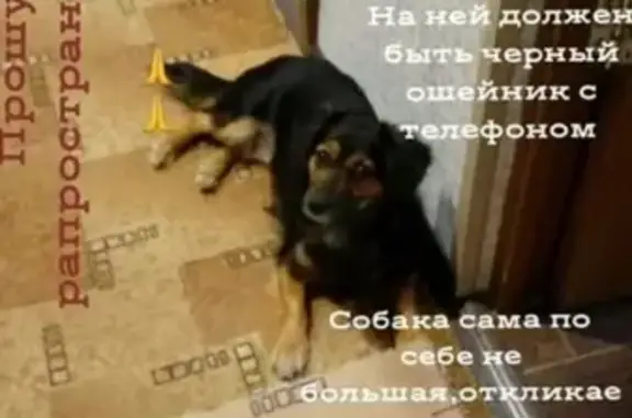Пропала собака в Кировском районе, вознаграждение гарантировано