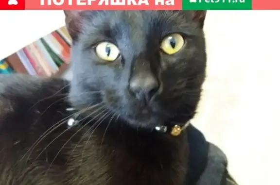 Пропала кошка Кузя в Самарской области