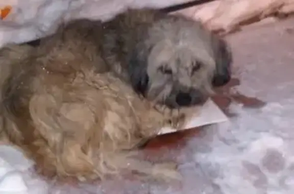 Найдена собака в Тольятти, нужен репост!