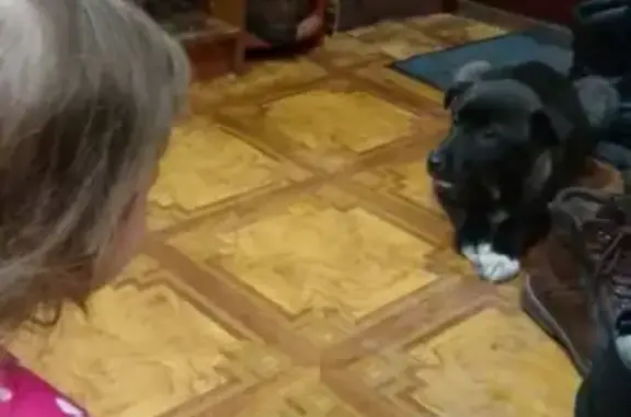 Пропала собака в Краснокамске, щенок черный с белыми отметинами на груди и лапках