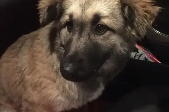 Найдена собака в центре Волгограда, ул. Хиросимы, девочка без ошейника