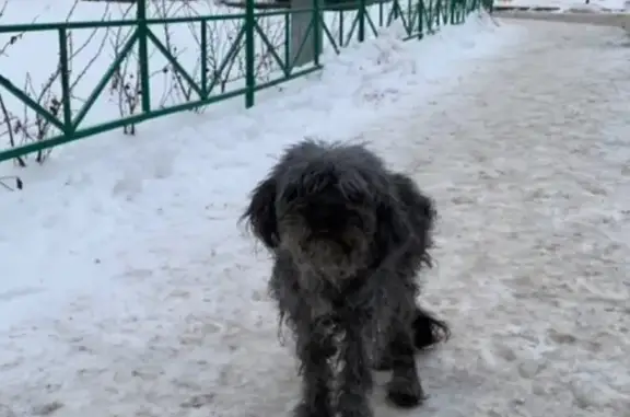 Найдена собака на Луначарского в Петрозаводске