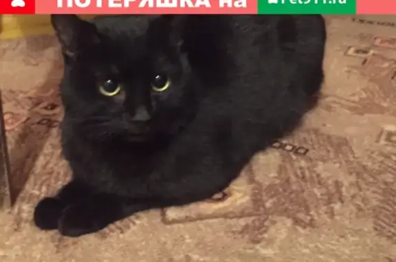 Найден кот: Степана Разина 138, Самара