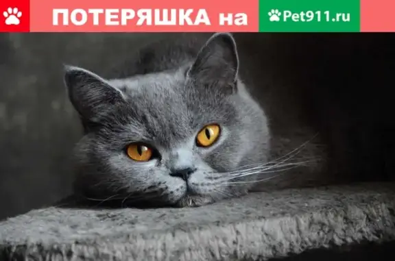 Найден британский кот на заправке в Воронеже!