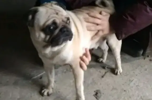 Найдена собака в Славянске-на-Кубани