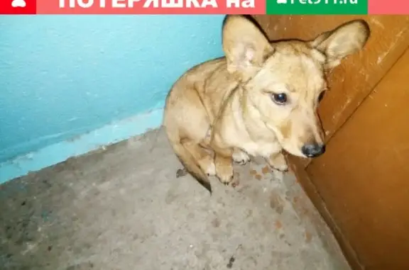 Пропала собака в Новоильинском районе Кемеровской области