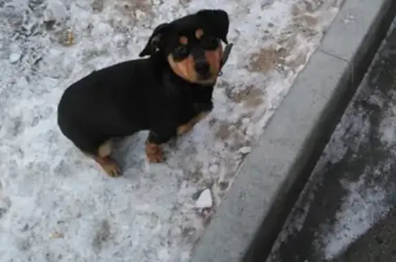 Собака на Украинском бульваре в Чите