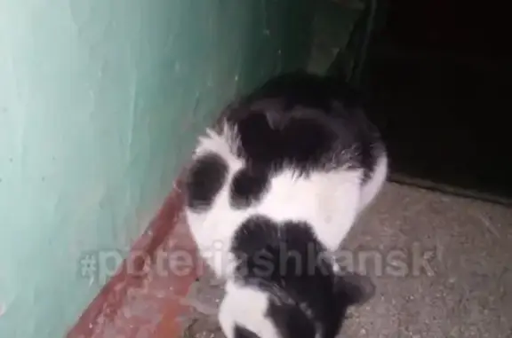 Найдена кошка с ошейником возле дома одежды в Новосибирске