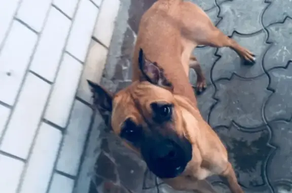 Пропала собака породы «Боксёр» по кличке «Лайма» в Ессентуках