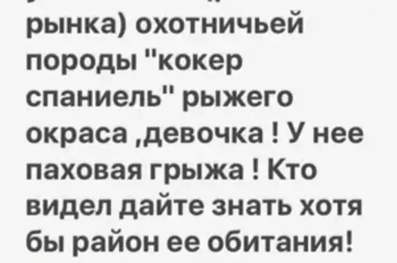 Пропала собака в г. Михайловск, ул. Войкова, кокер спаниель рыжего окраса с паховой грыжей и ошейником от блох.