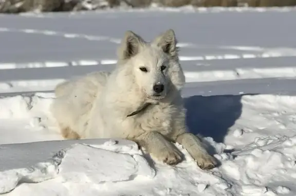 Пропала собака в с.Пригородный, Якутск