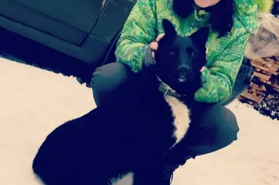 Пропала собака в Рыбинске, район Заволжье-1!