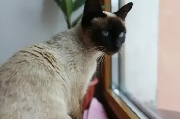 Сиамская кошка найдена в Пскове на ул. Майора Доставалова 1