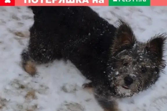 Собаки потеряшки, Санкт-Петербург, фото: Потеряшка собака Рита в Красносельском районе СПб