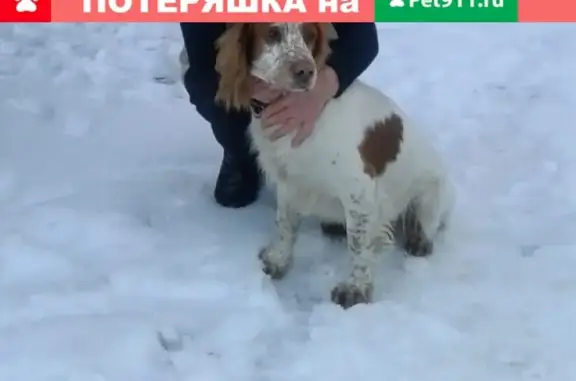 Пропала собака Чарли в Подольске