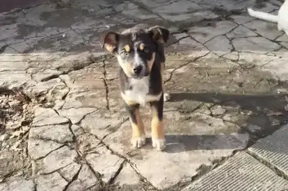 Пропала собака Байкал в Краснодаре