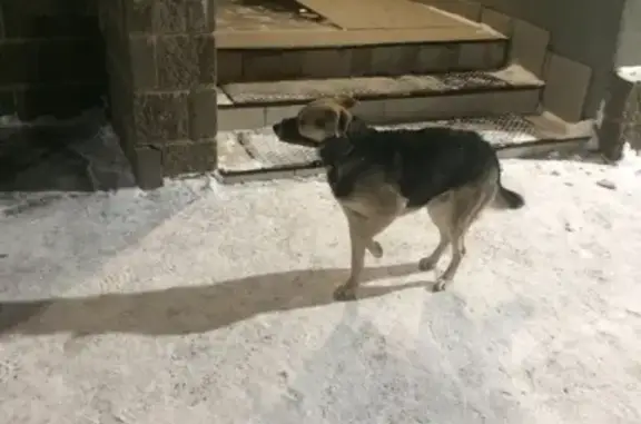 Найдена собака на улице школьной в Ижевске