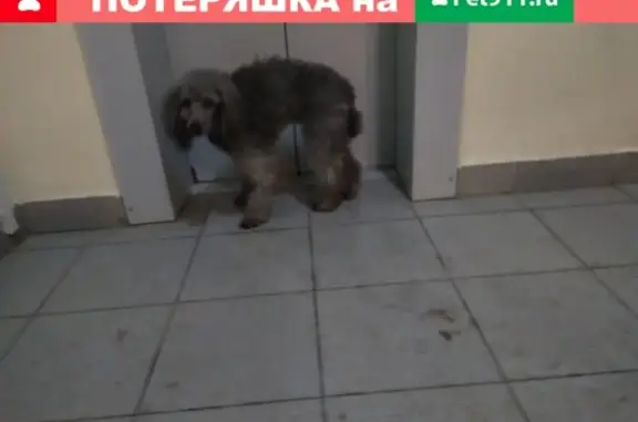 Потерялась собака в Звенигороде, мкр. Супонево, корп.8, подъезд 5.