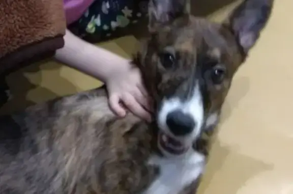 Пропала собака Динга в Новосибирске