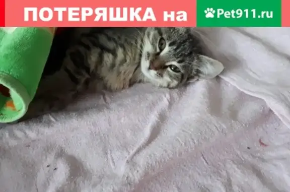 Кошки потеряшки, Магнитогорск, фото: Потеряшка кот Яшка по ул. Жемчужная 5, Магнитогорск