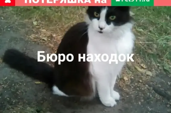 Найдена кошка в Новодвинске