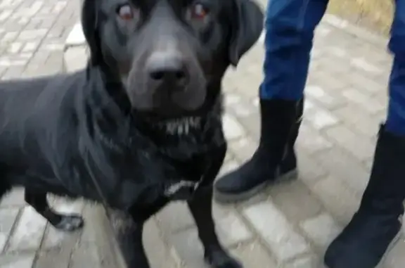 Собака ищет хозяев в п. Чкаловск, ул. Докука, 31