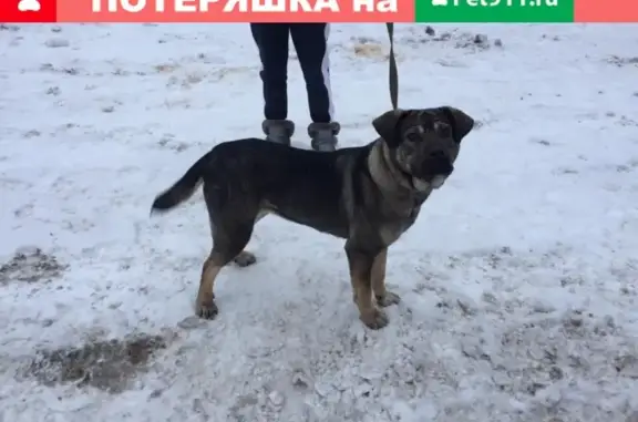 Найдена собака в Москве, м.Юго-западная!