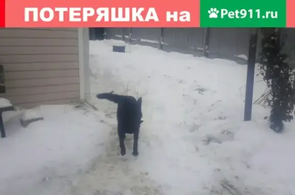 Пропала немецкая овчарка в Авдотьино, Иваново