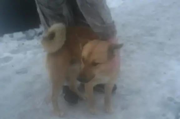 Найдена собака на улице Пролетарской, Калининград