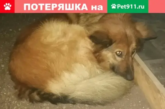 Собака найдена в Мурманске, ищем владельца!