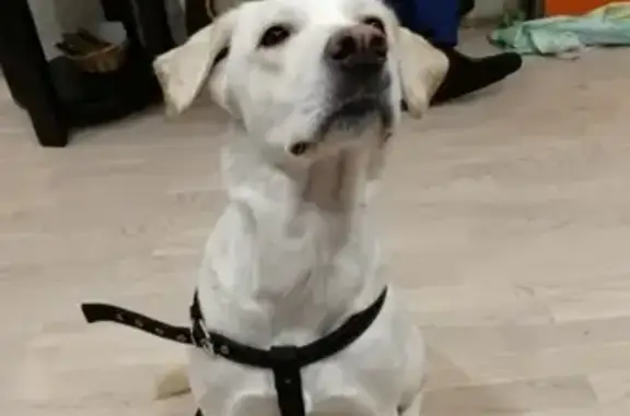 Найдена собака на улице Алексеевская