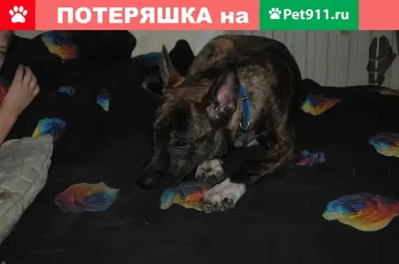 Найдена собака в СПб, Фрунзенский район, на углу Софийской и Славы