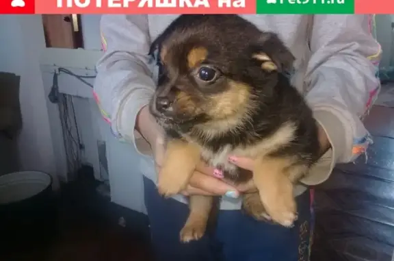 Найдена собака на улице Космонавтов, Горно-Алтайск